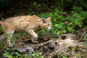 con mèo, cỏ, nhìn, cục đá, hoang dã, mèo hoang