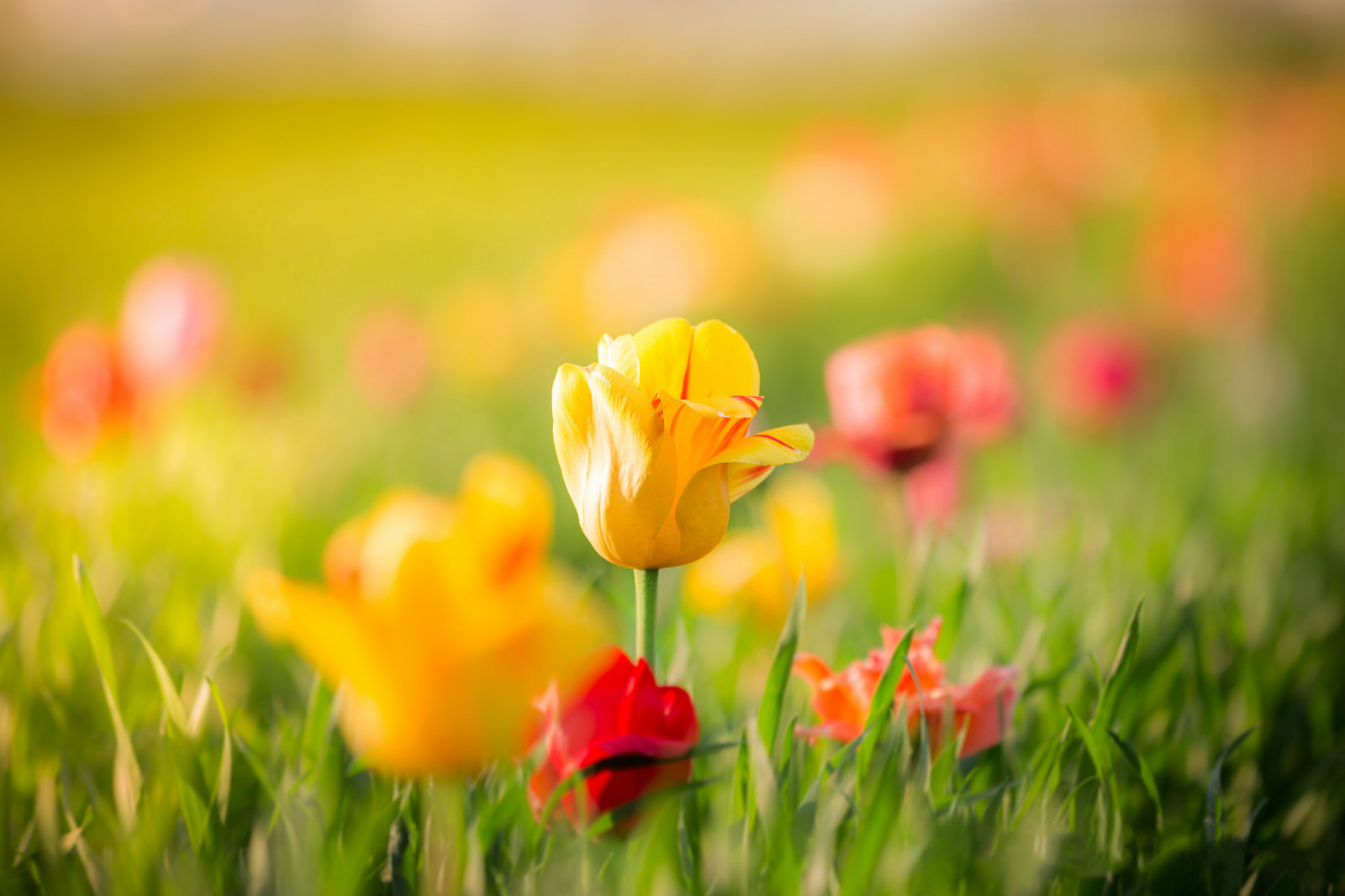Bo mạch, màu vàng, màu đỏ, những bông hoa, mùa xuân, lá, Hoa tulip, chồi