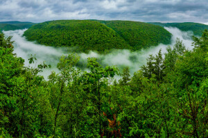 những đám mây, sương mù, rừng, đồi núi, bầu trời, cây