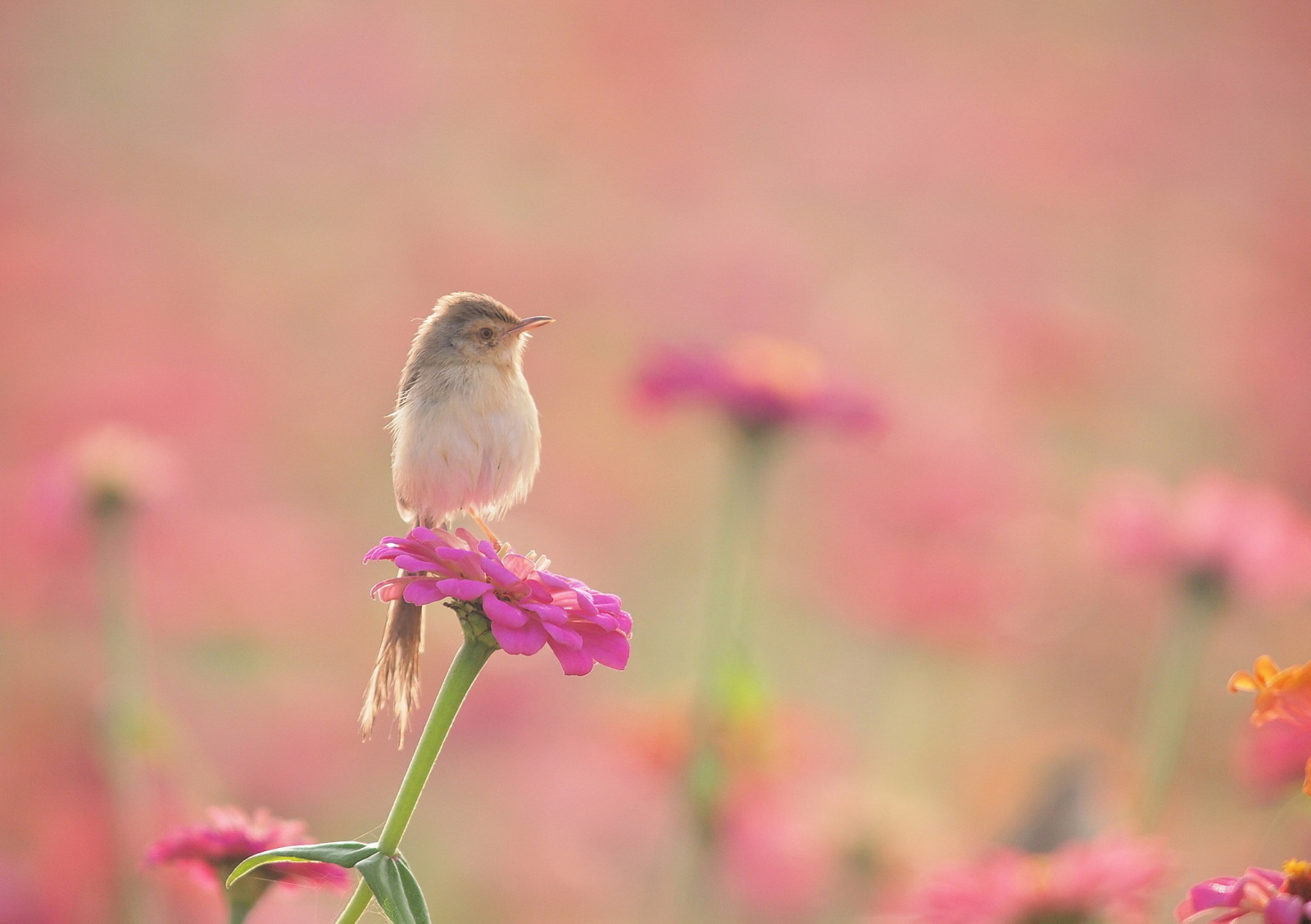 bunga-bunga, burung, hamparan bunga, Burung penyanyi