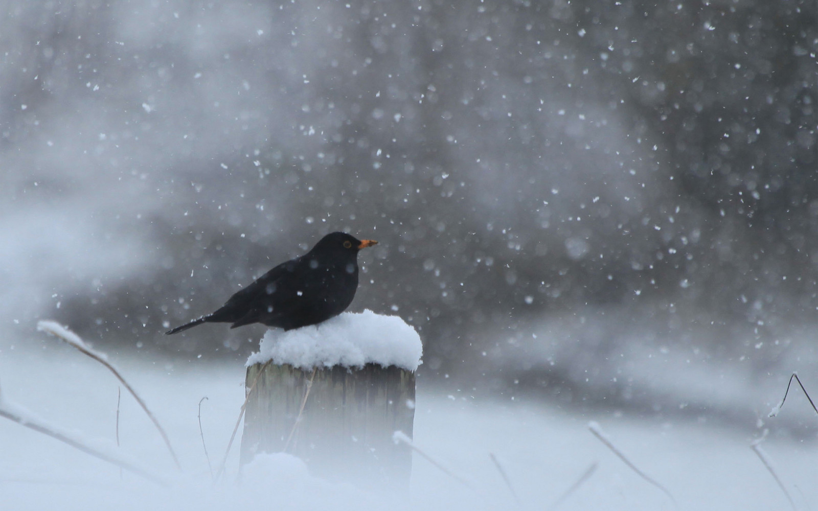 salju, hitam, musim dingin, burung, pos