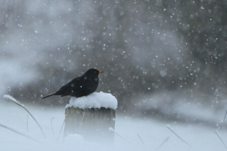 鳥, 黒, 役職, 雪, 冬