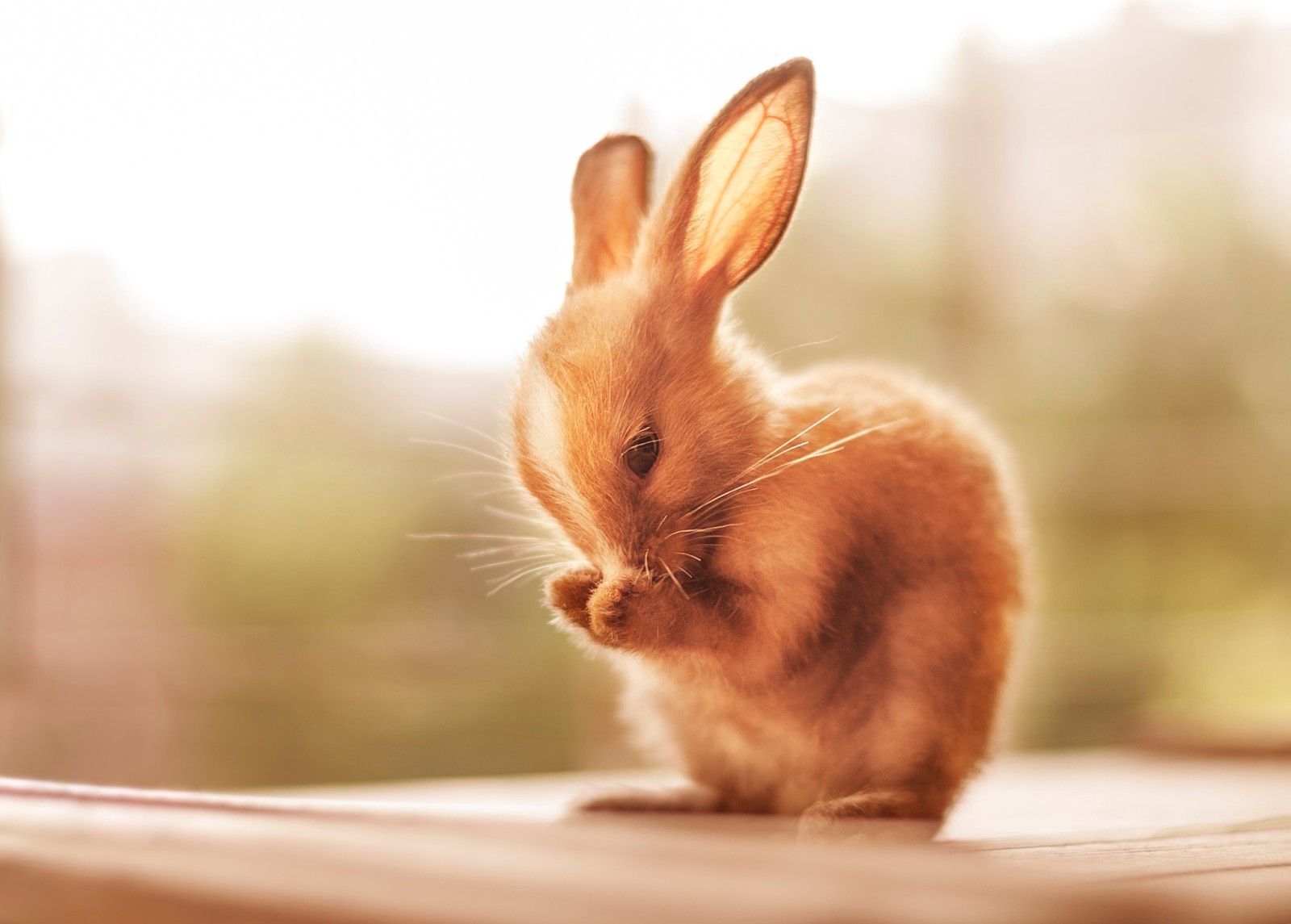小, 兔子, 洗