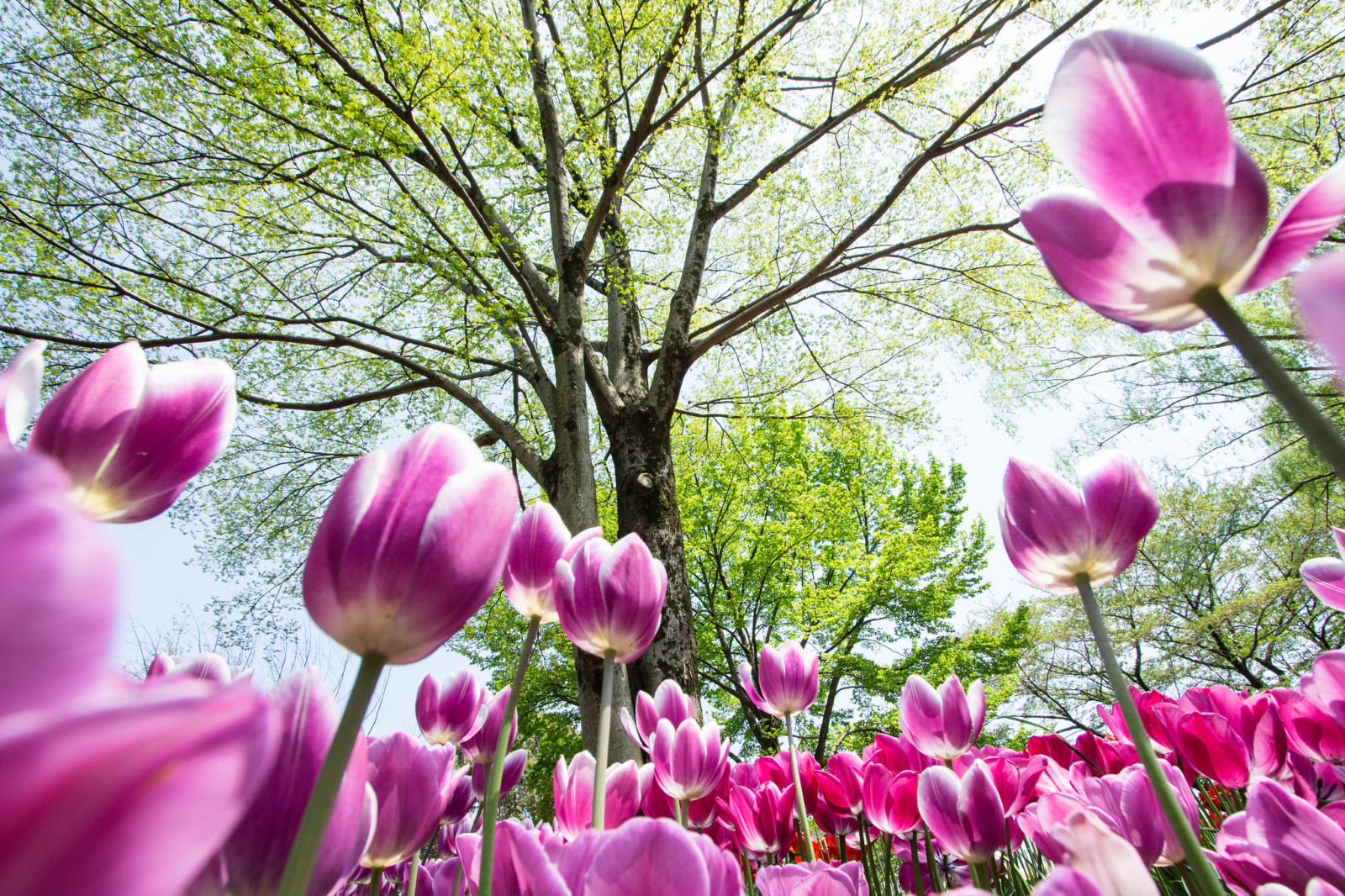 bầu trời, cây, những bông hoa, mùa xuân, Hoa tulip