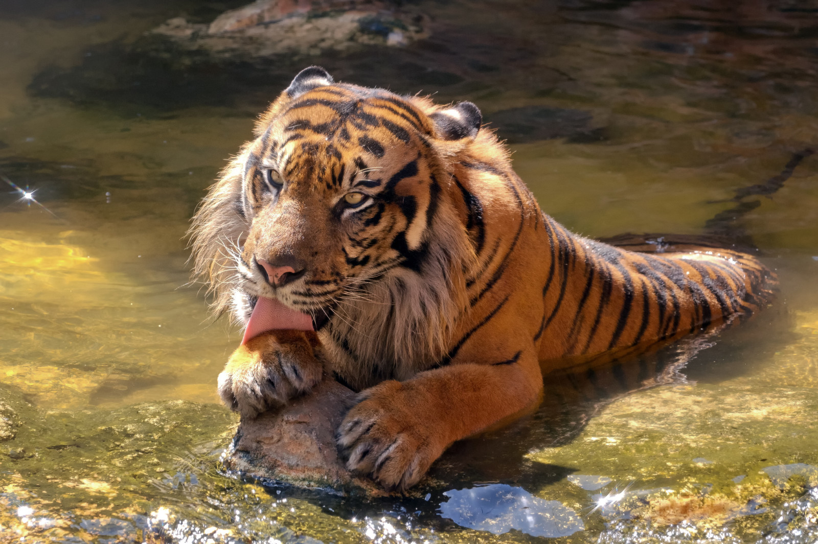 kucing, air, bahasa, mandi, batu, harimau, Sumatra