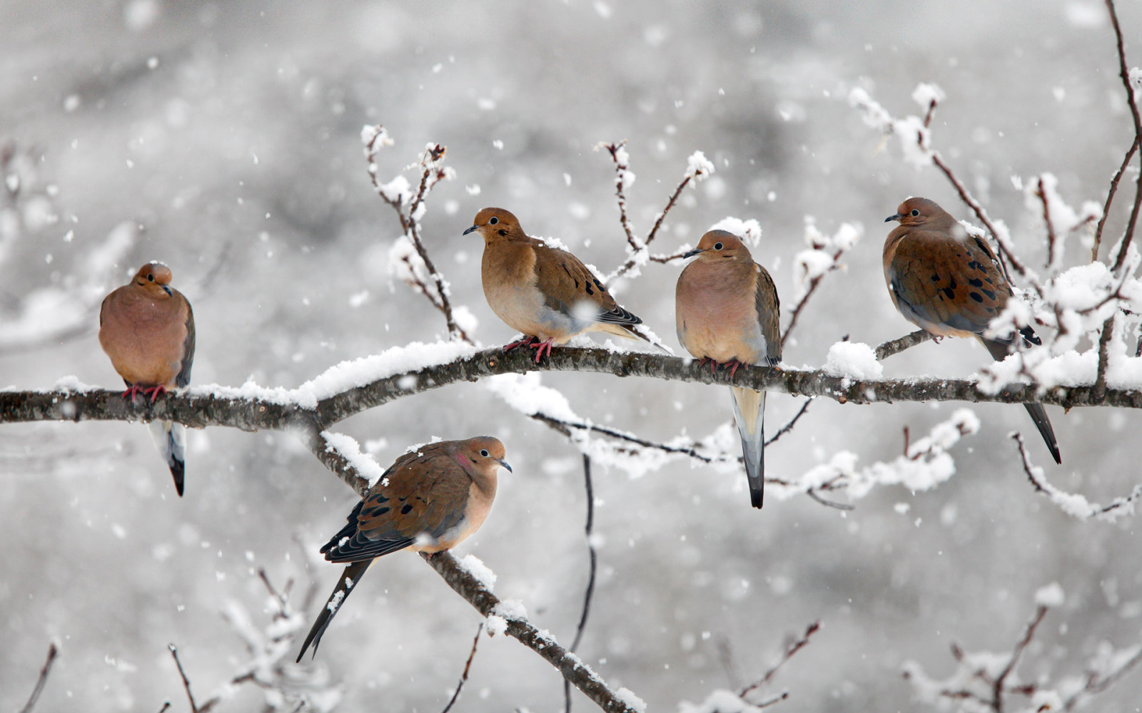 หิมะ, แคนาดา, สาขา, นก, นกพิราบไว้ทุกข์, แม่น้ำแบร์