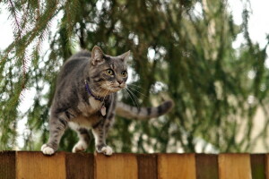 lý lịch, con mèo, hàng rào