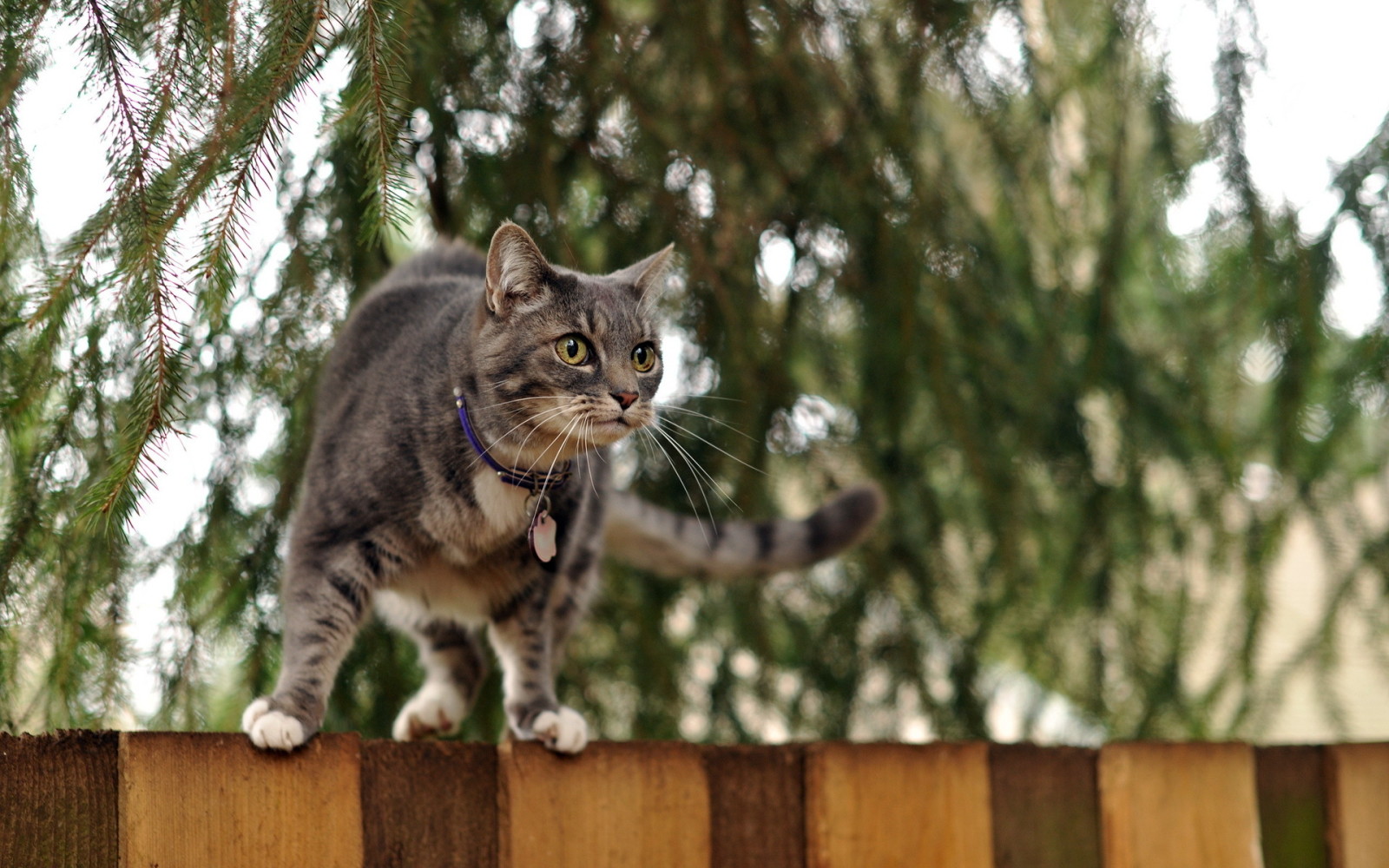 背景, 猫, 栅栏
