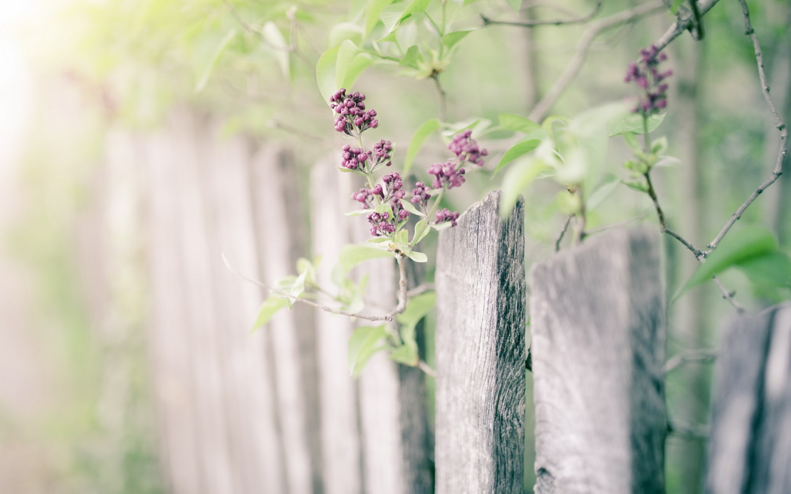 自然, 紫丁香, 栅栏