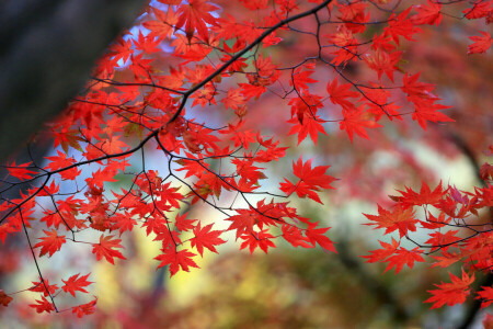 秋, ブランチ, 葉, もみじ, 深紅, 木