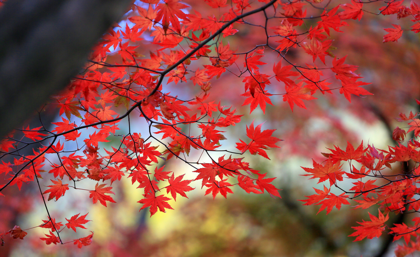 ต้นไม้, ฤดูใบไม้ร่วง, ใบไม้, สาขา, ต้นเมเปิล, สีแดงเข้ม