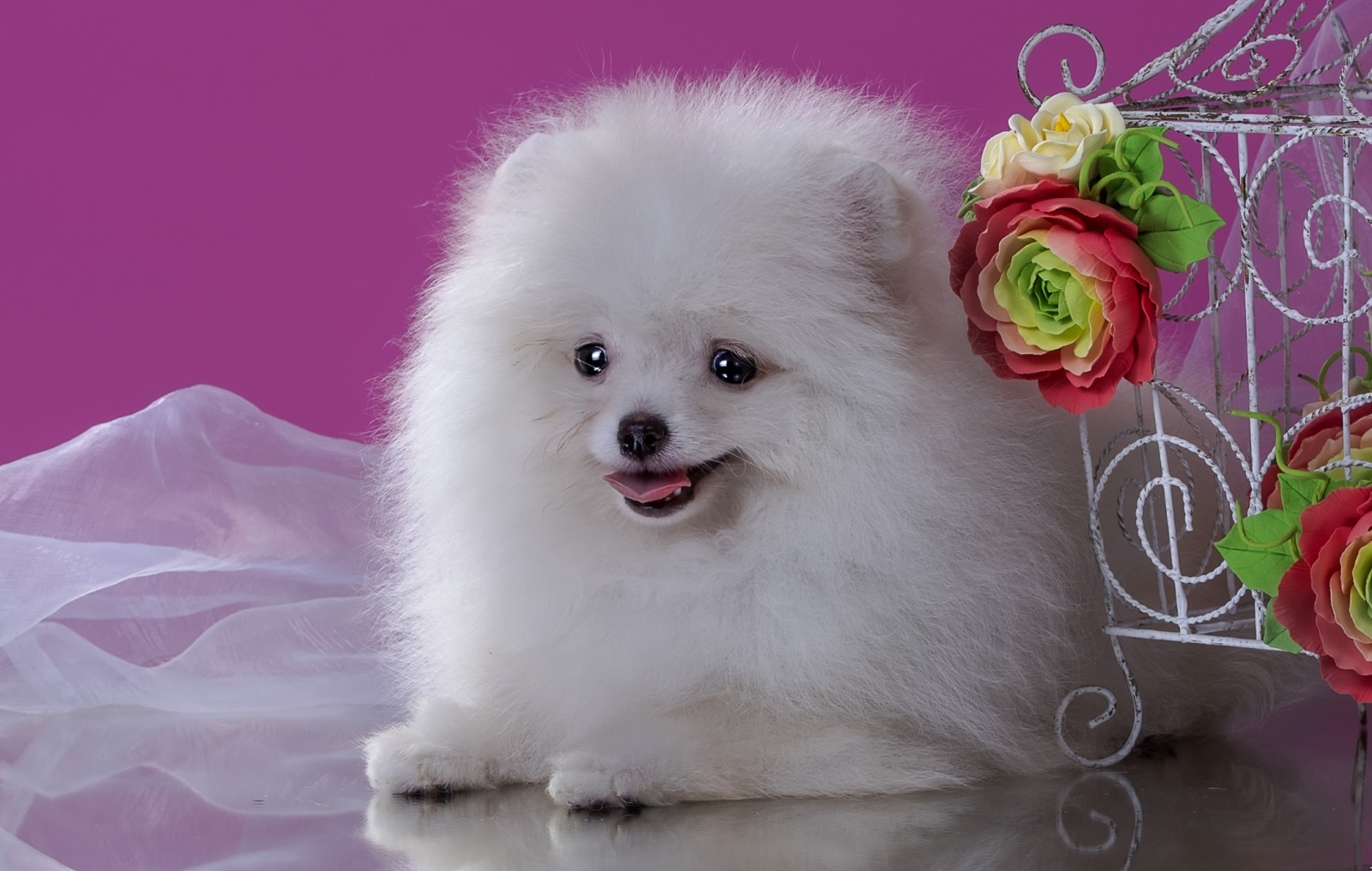 ดอกไม้, ขาว, น่ารัก, สุนัขพันธุ์หนึ่ง