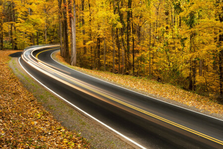 가을, 숲, 도로