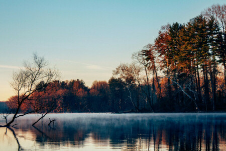 霧, 森林, 湖, 晩秋, 朝, 表面, 木