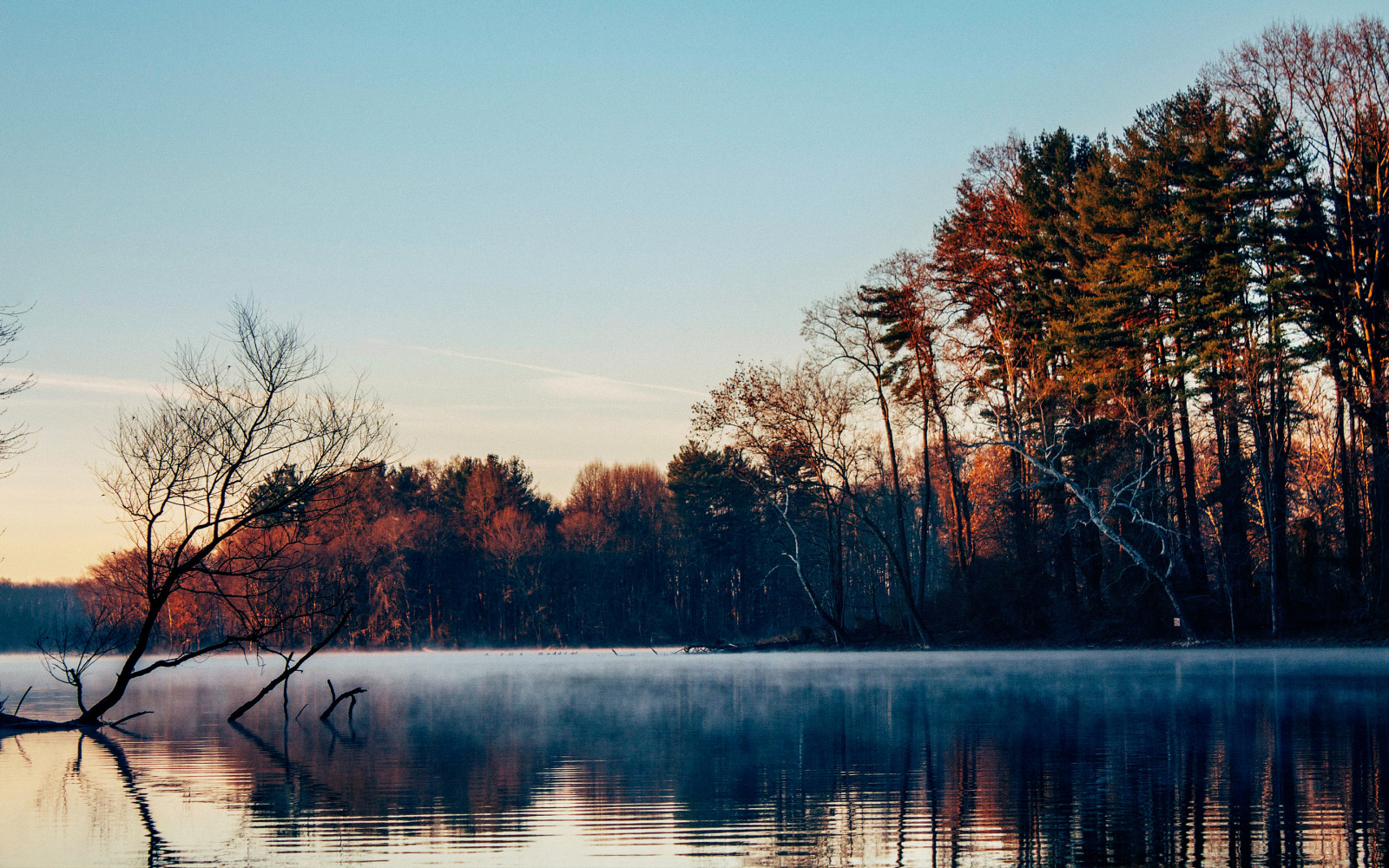 숲, 호수, 나무, 아침, 안개, 늦은 가을, 표면