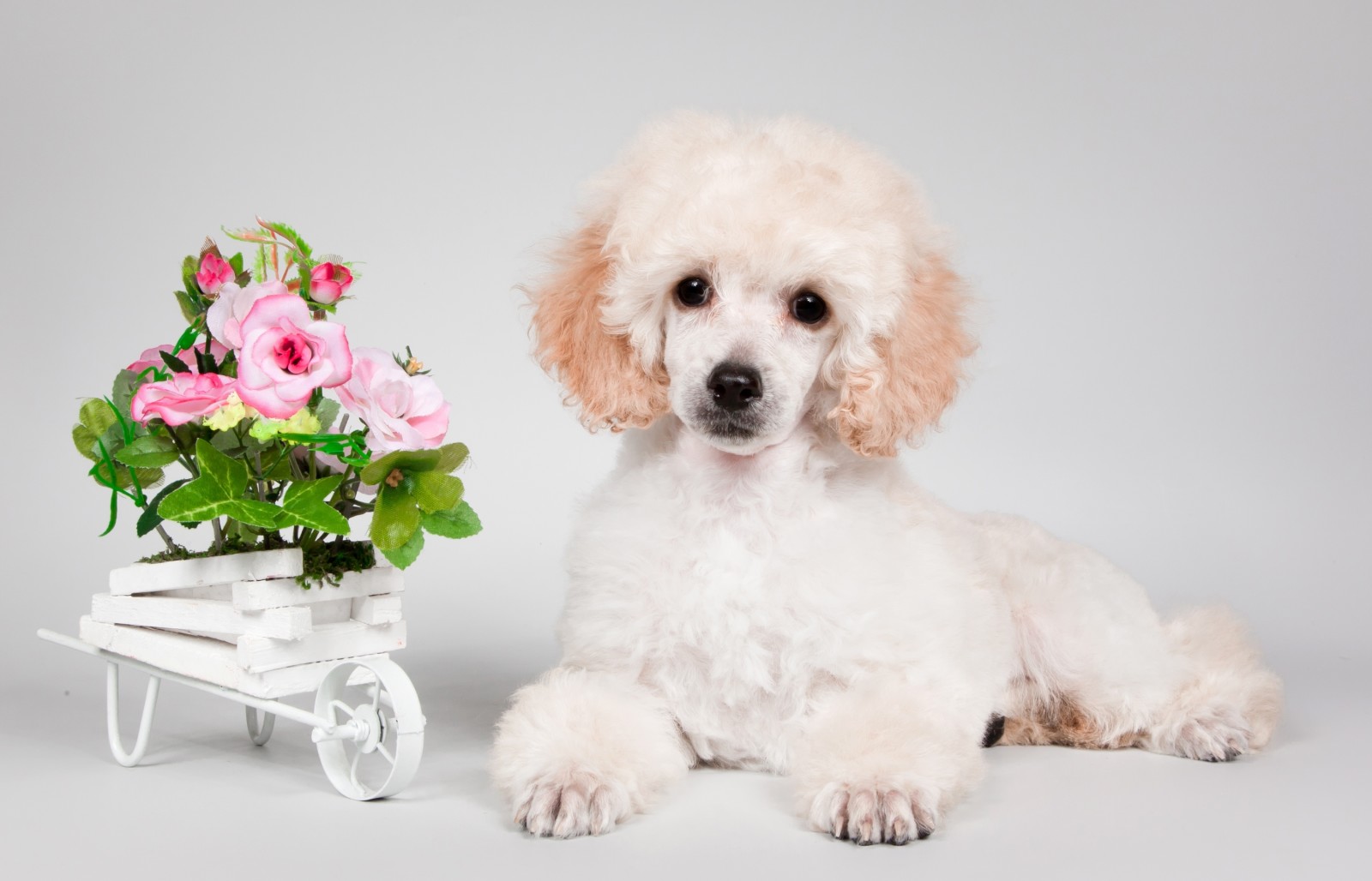 강아지, 꽃들, 푸들