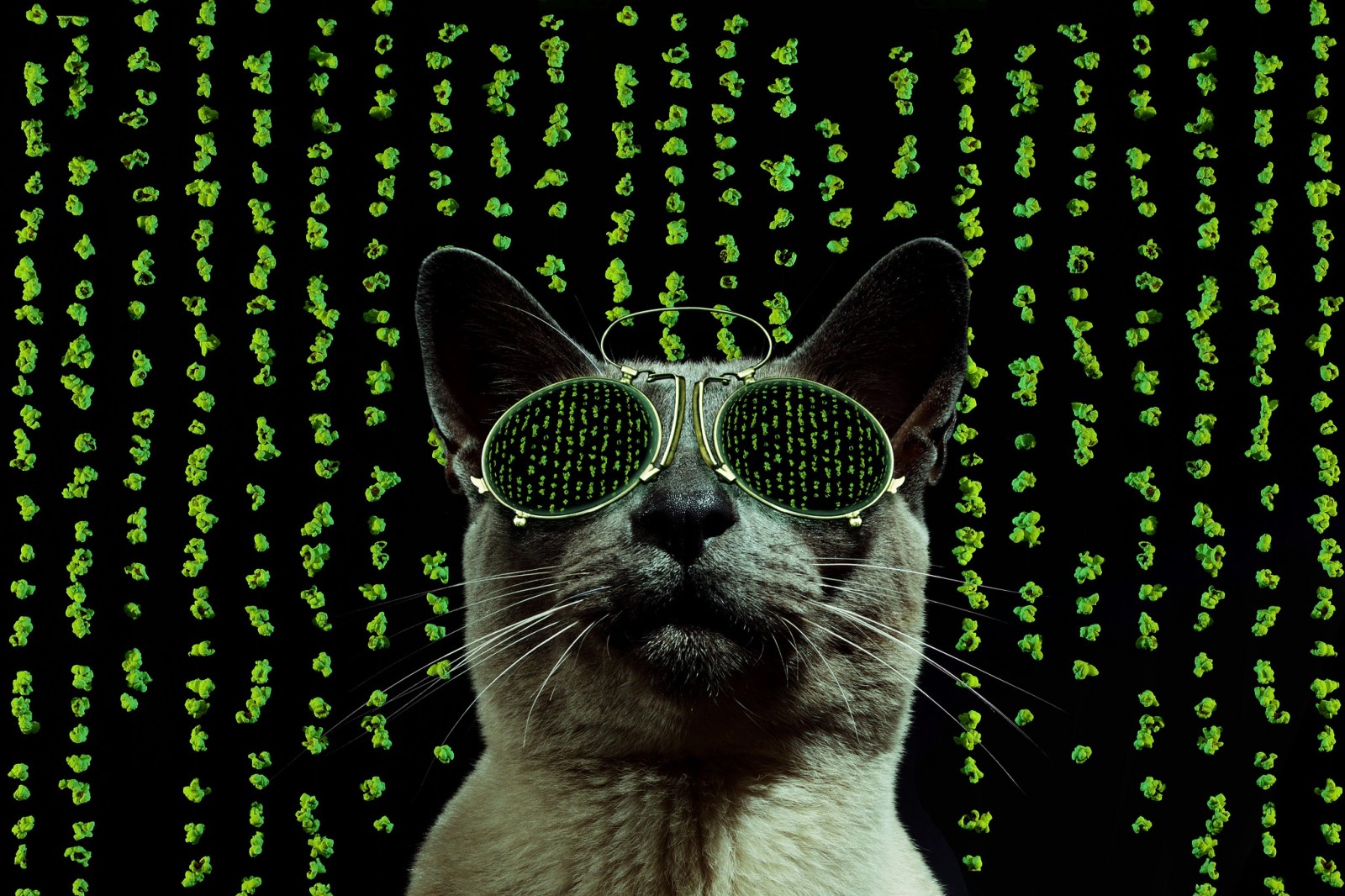 kucing, gaya, kacamata, matriks