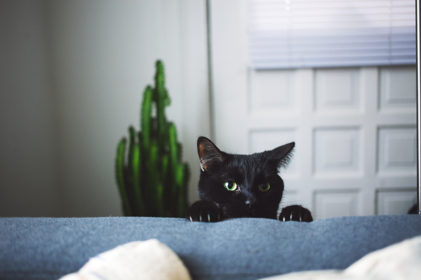 con mèo, đen, nhìn, móng vuốt