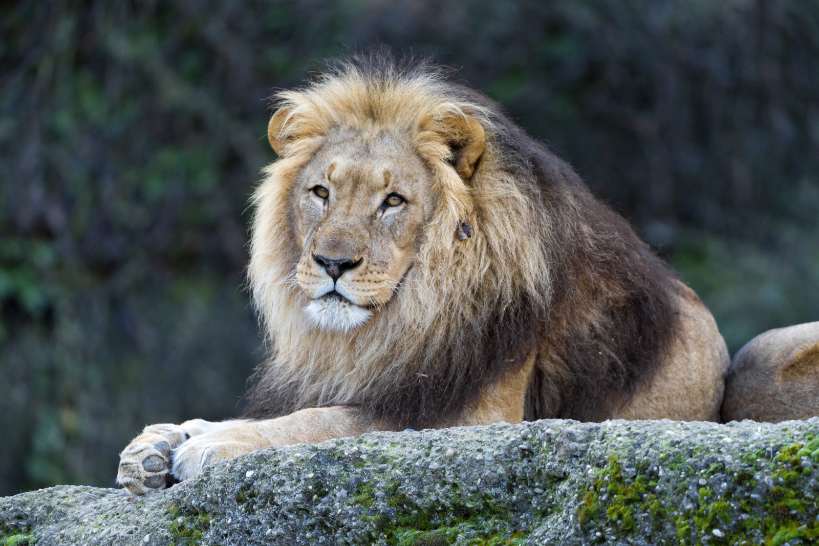 看, 猫, 石, 狮子座, 鬃毛, ©Tambako美洲虎