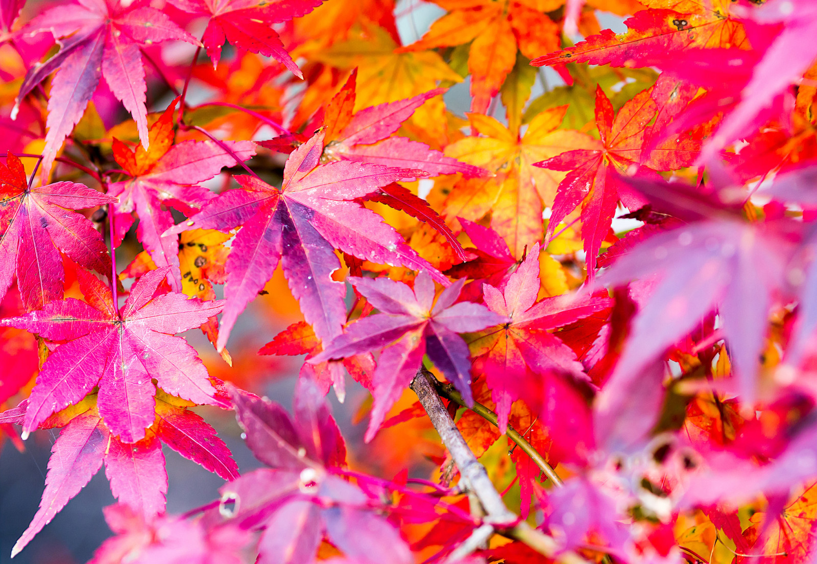 가을, 자연, 이파리, 페인트, 단풍