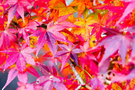 秋, 葉, もみじ, 自然, ペイント