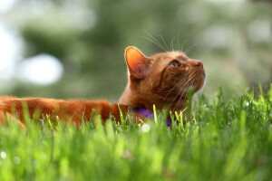 con mèo, cỏ, Koshak, màu đỏ, Mèo con
