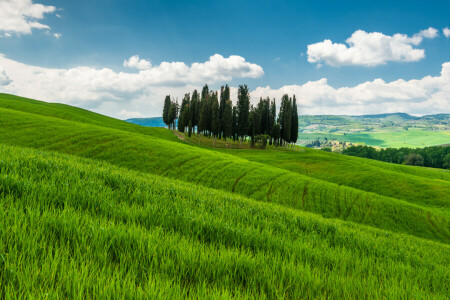 草, 丘, イタリア, 山, 木, トスカーナ