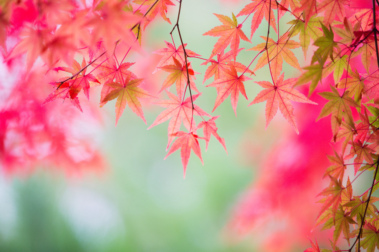 ฤดูใบไม้ร่วง, ใบไม้, สาขา, ต้นเมเปิล, สีแดงเข้ม