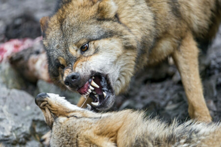 얼굴, 송곳니, 이를 드러내고 웃다, 쌍, 늑대, © 탐 바코 재규어