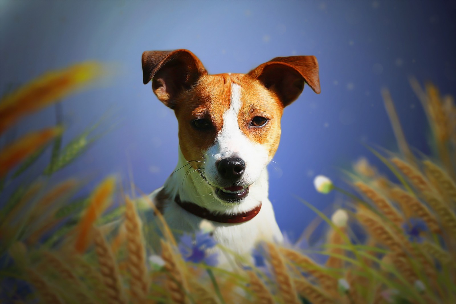 lý lịch, chó, mỗi, đôi tai, Jack Russell Terrier