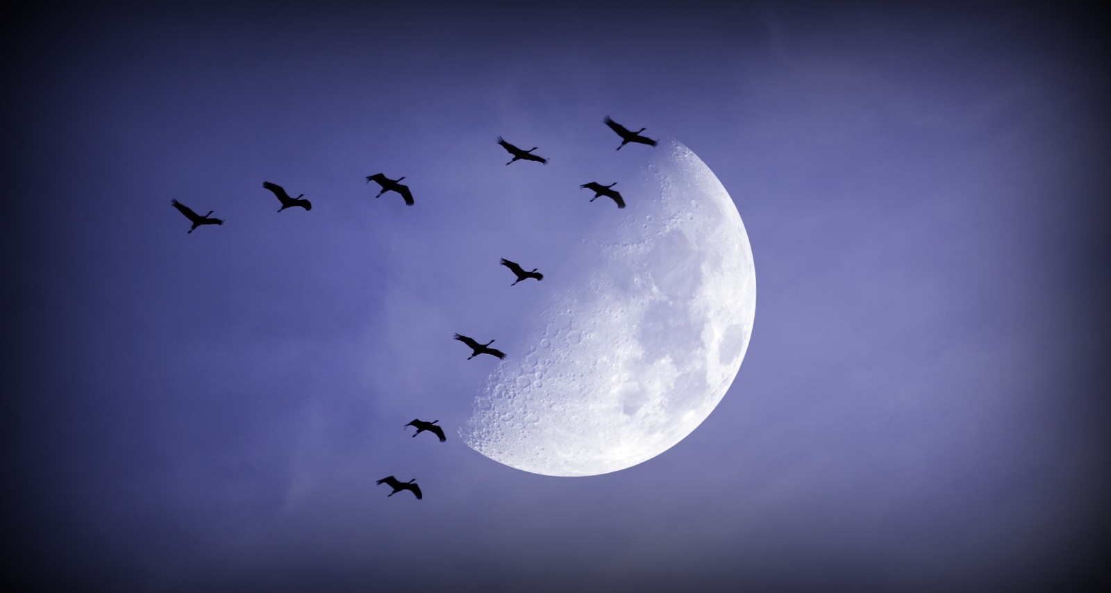 กลางคืน, ดวงจันทร์, นก