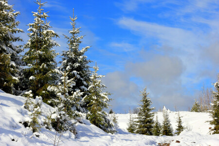 빈터, 러시아, 눈, 눈, 나무, 우랄, 겨울
