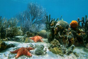 ปะการัง, มหาสมุทร, รีฟ, ทราย, ปลาดาว, เขตร้อน