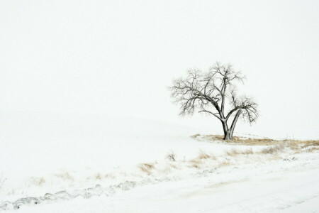 들, 눈, 나무, 겨울