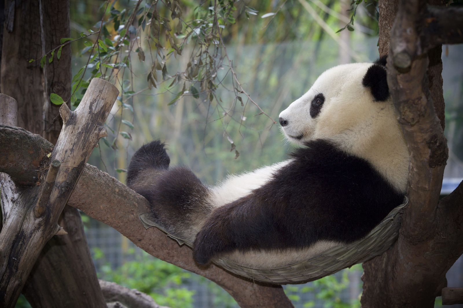 树, 熊猫, 留, 放松