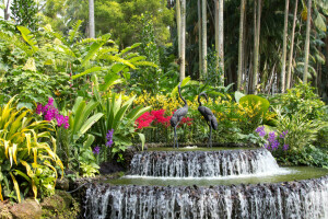 鳥, フラワーズ, 噴水, 庭園, 蘭, 彫刻, シンガポール, 茂み