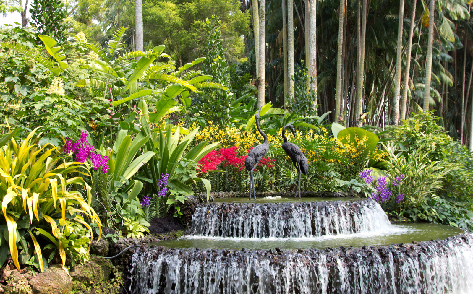 cây, thác nước, những bông hoa, chim, Vườn, điêu khắc, bụi cây, Singapore