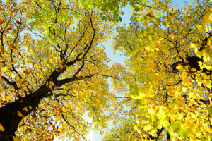 秋, 枝, クラウン, 葉, 空, 木, トランク
