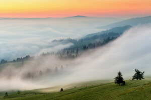 霧, 朝, 自然, スロープ