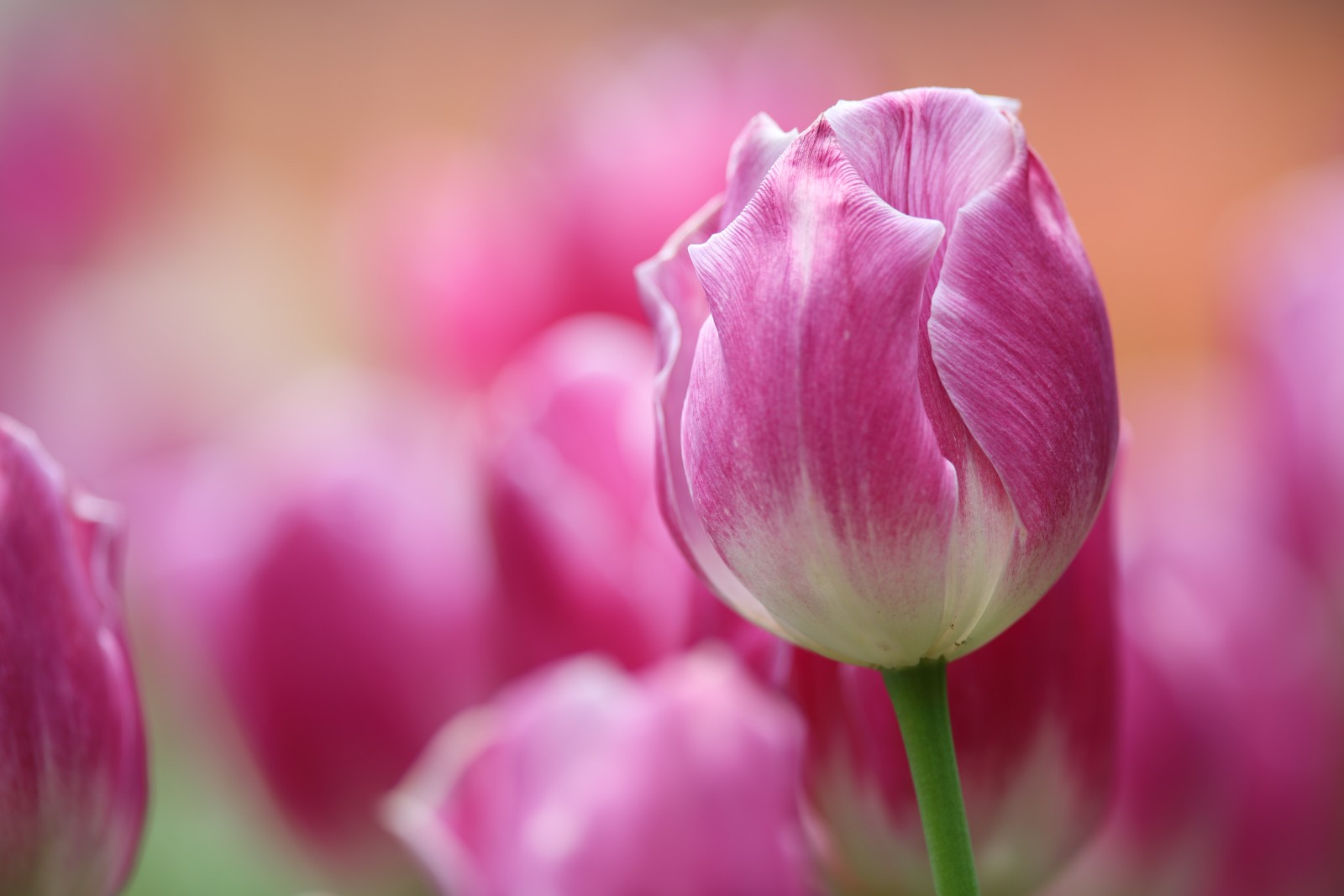 vĩ mô, Hồng, Hoa tulip