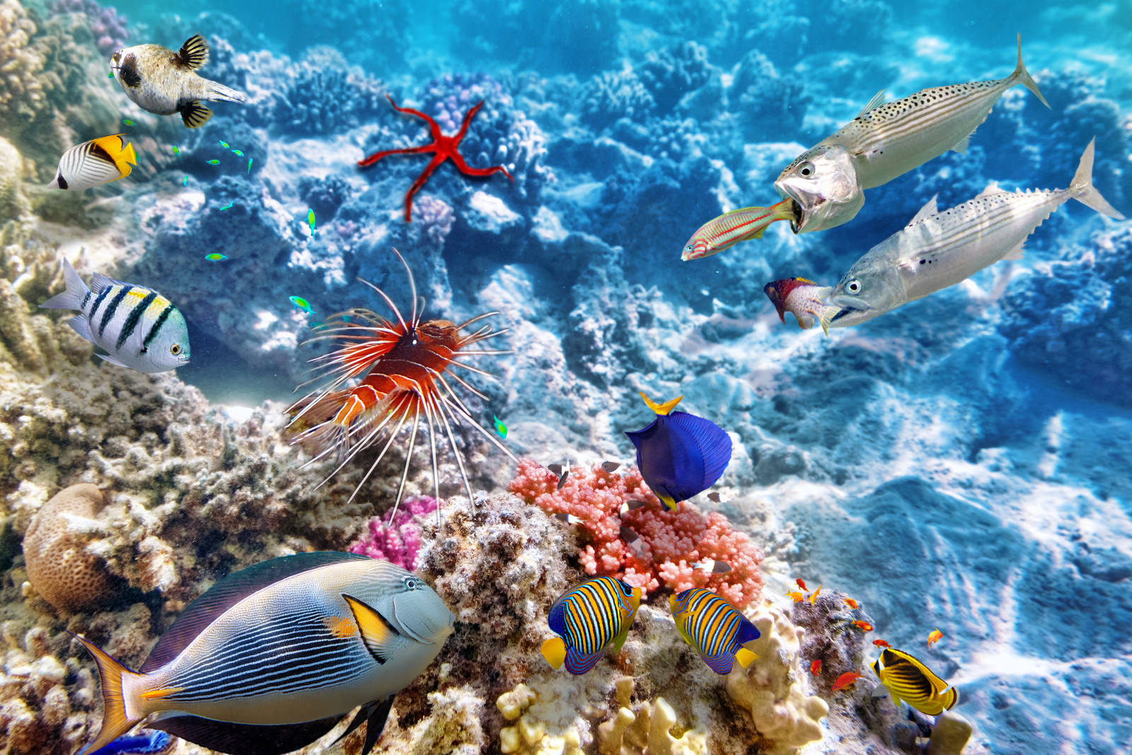 Laut, lautan, ikan, dunia bawah air, tropis, karang, Ikan, Dunia