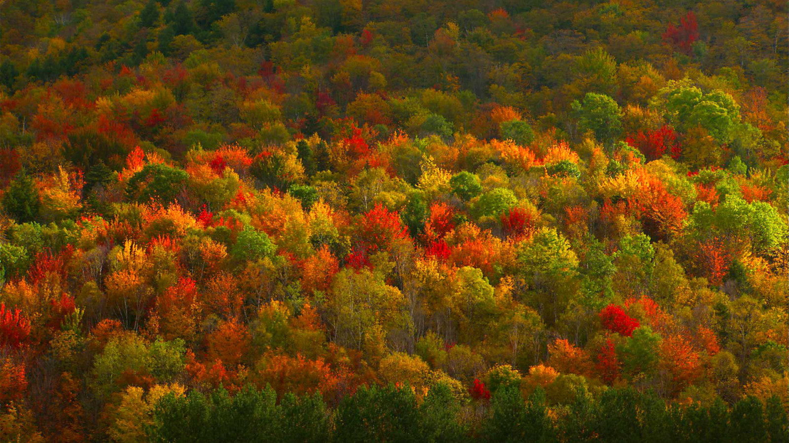가을, 숲, 조직, 나무, 페인트