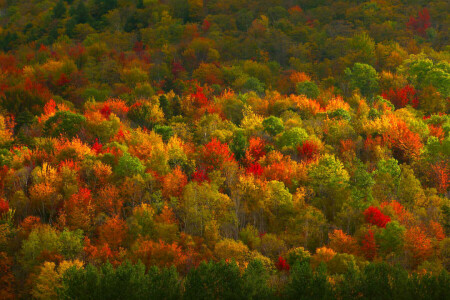 가을, 숲, 페인트, 조직, 나무
