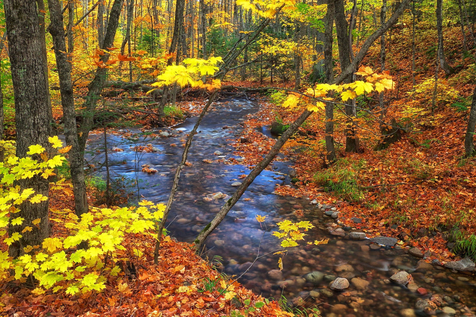 musim gugur, hutan, pohon, Kanada, Daun-daun, aliran, Ontario