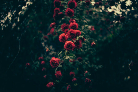 꽃들, 꽃잎, 빨간, 장미