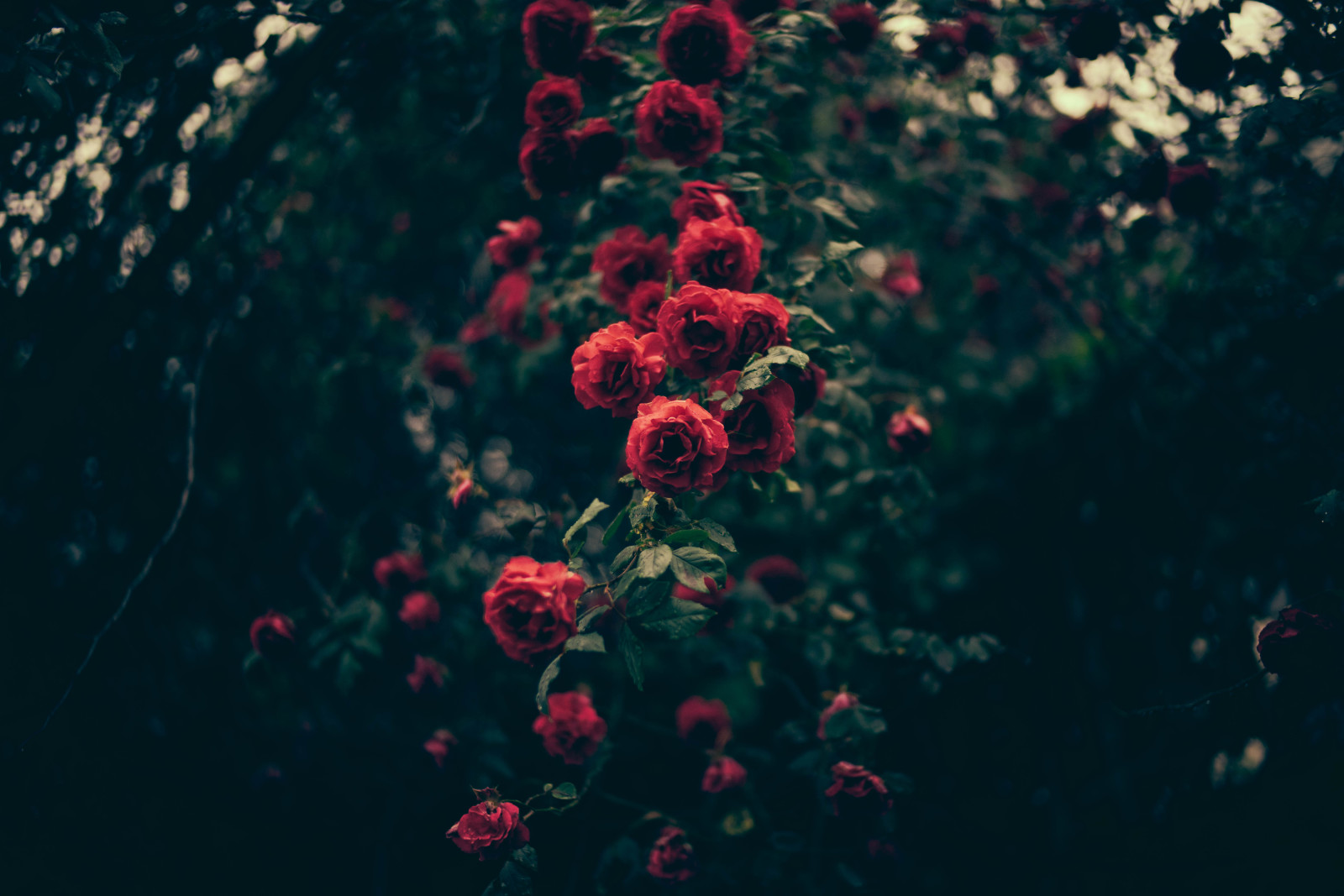 merah, mawar, bunga-bunga, kelopak