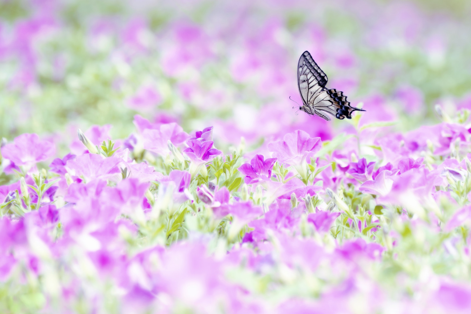 나비, 비행, 날개, 꽃의 필드