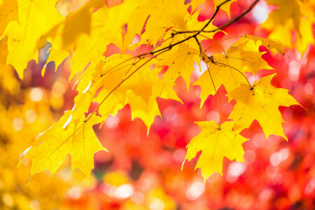 가을, 이파리, 빛, 단풍, 페인트