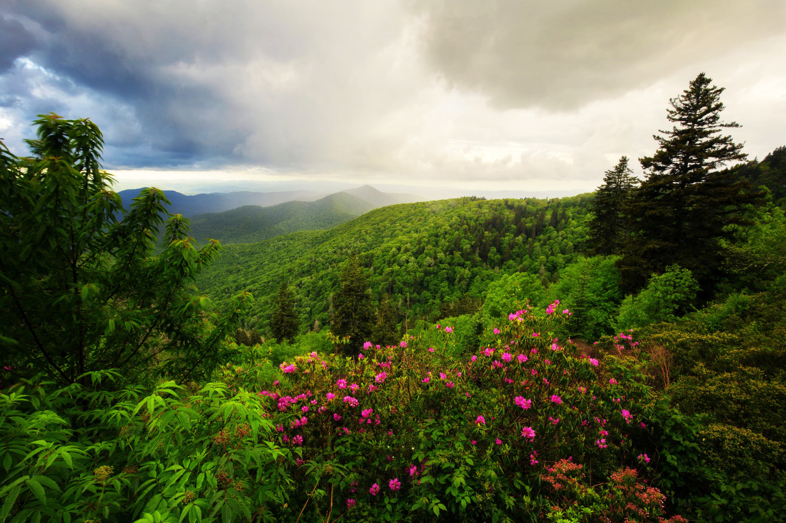 rừng, Thiên nhiên, phong cảnh, cây, rau xanh, những bông hoa, những đám mây, núi