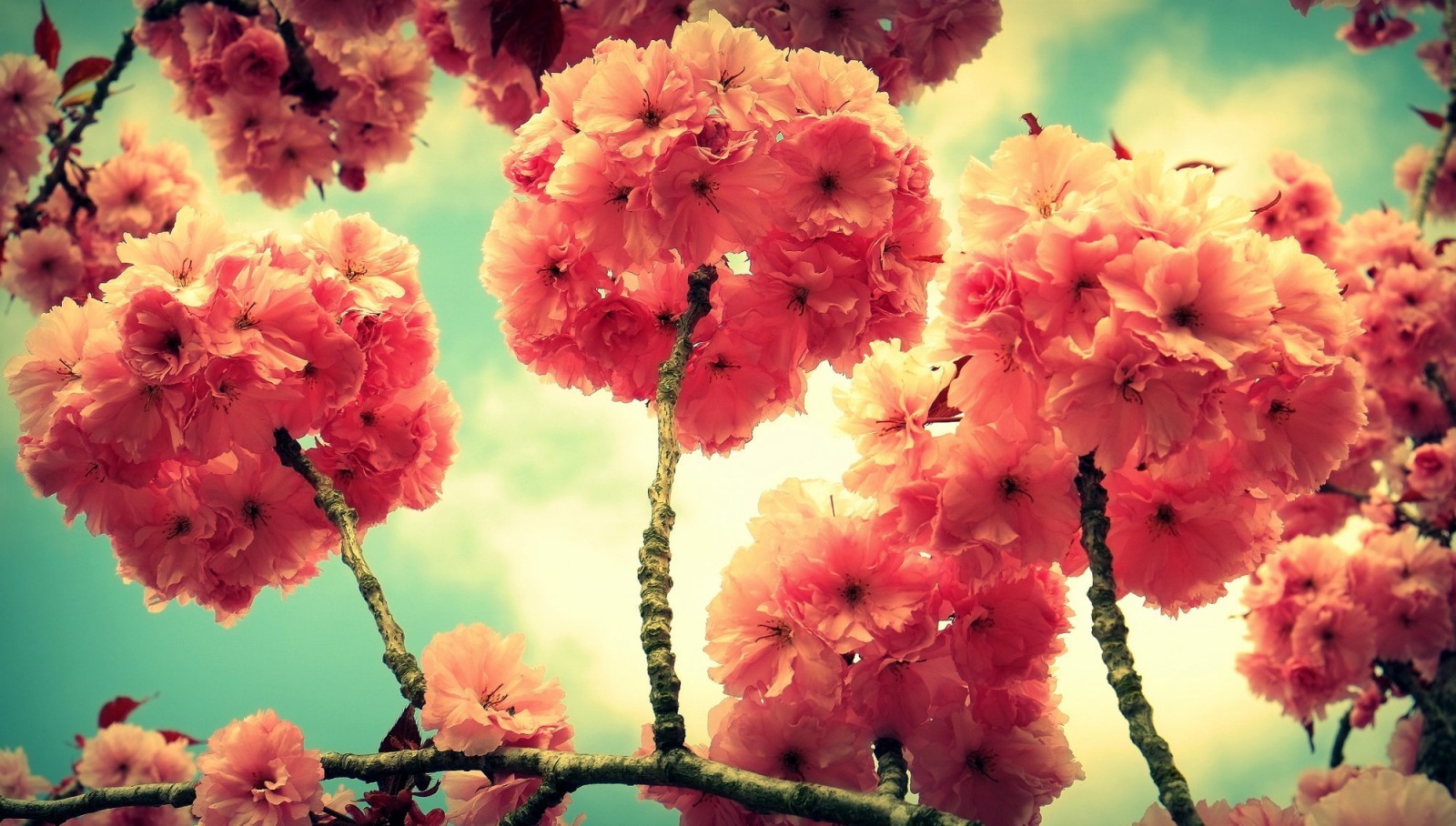 나무, 꽃들, 봄, 분기